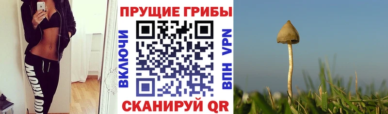 Псилоцибиновые грибы мицелий Зея